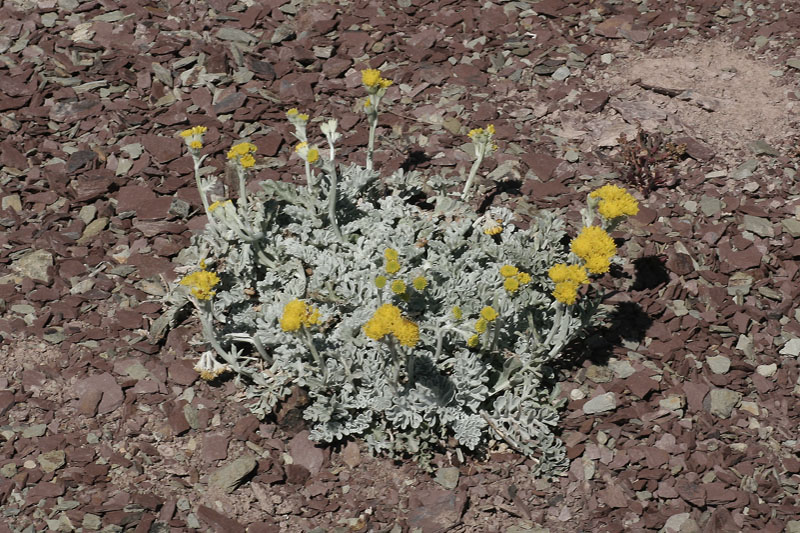 Jacobaea persoonii (Senecio persoonii) vs Jacobaea incana